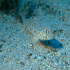 Buchicchis Goby - Gobius bucchichi