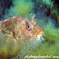 Scorpionfish