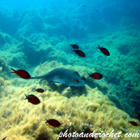 Stingray - Dasyatis pastinaca - Image