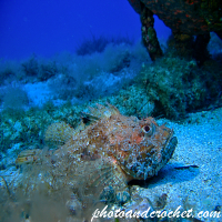 Red Scorpionfish - Scorpaena scrofa - Image