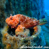 Red Scorpionfish - Scorpaena scrofa - Image