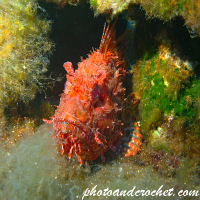 Red Scorpionfish - Scorpaena scrofa - Image