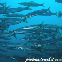 Barracuda - Image