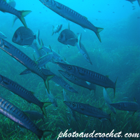 Barracudas - Image