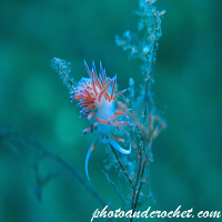 ทากทะเล – นูดิบรานช์และอื่น ๆ