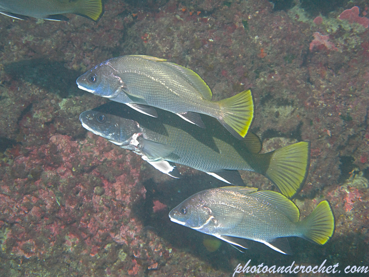 Brown meagre – Sciaena umbra - Image