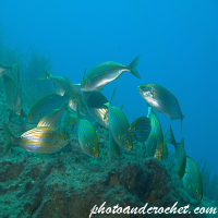Salema - Sarpa salpa - Image