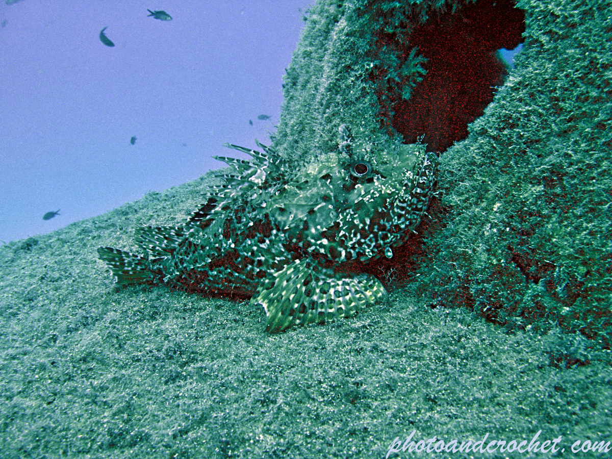Red Scorpionfish - Scorpaena scrofa - Image