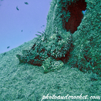 Red Scorpionfish - Scorpaena scrofa - Image