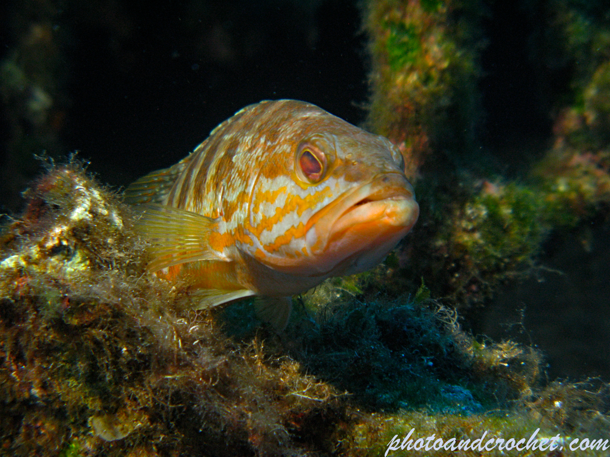White grouper - Epinephelus aeneus - Image