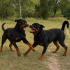 Playful Rottweilers in Nature – Image