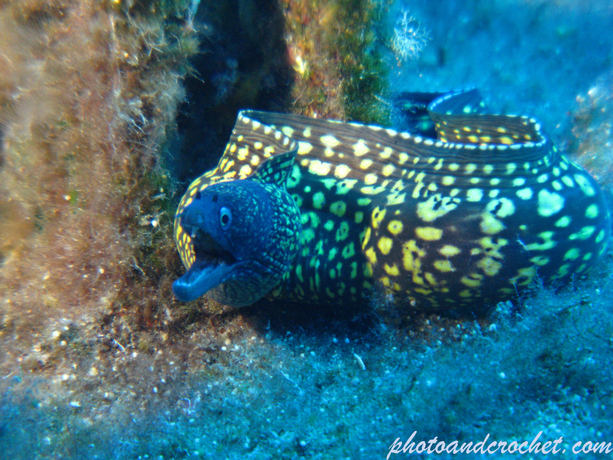 Moray Eel - Muraena helena - Image
