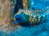 Moray Eel - Muraena helena - Image