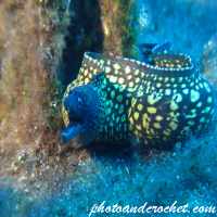Moray Eel - Muraena helena - Image