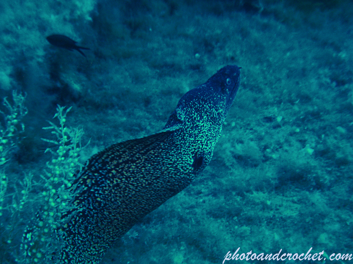 Moray Eel - Muraena helena -Image