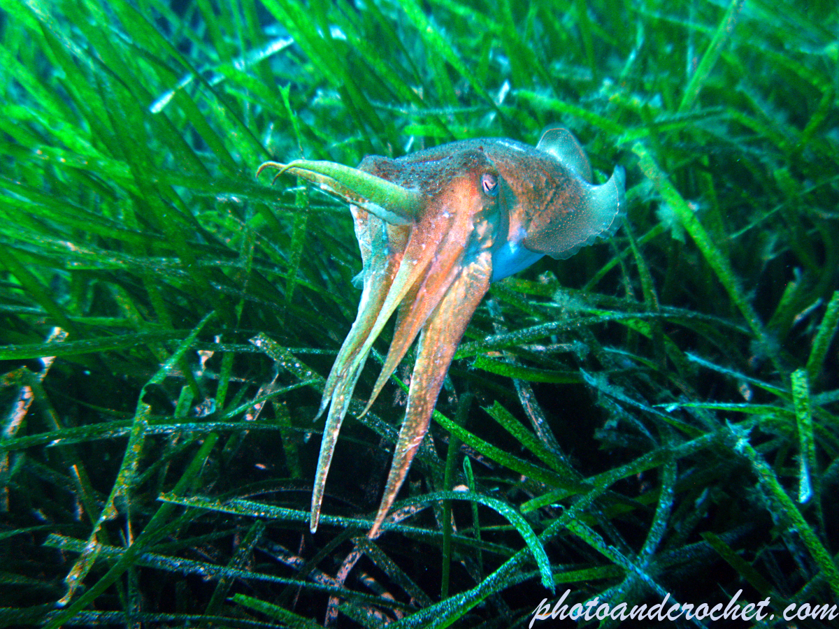 Common cuttlefish - Sepia officinalis - Image