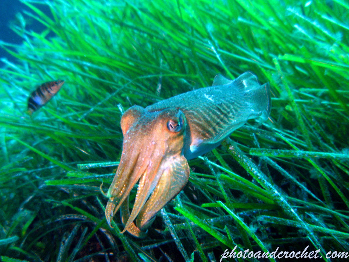 Common cuttlefish - Sepia officinalis - Image