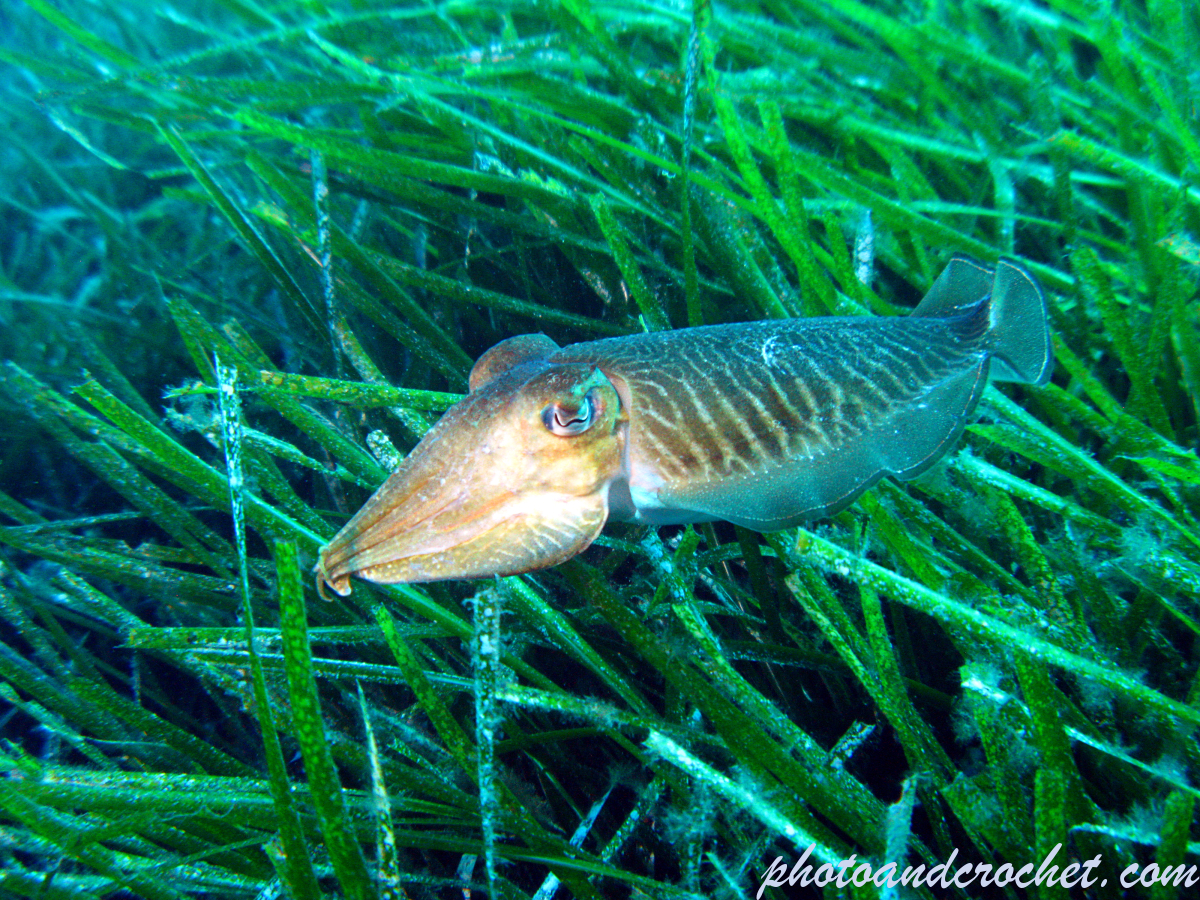 Common cuttlefish - Sepia officinalis - Image