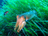 Common cuttlefish - Sepia officinalis - In the green