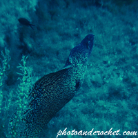 Moray Eel - Muraena helena -Image