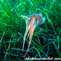 Common cuttlefish - Sepia officinalis - Image