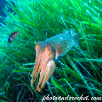 Common cuttlefish - Sepia officinalis - Image
