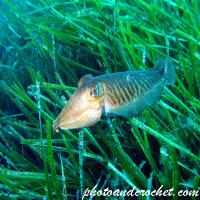 Common cuttlefish - Sepia officinalis - Image