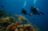 Gone Diving Coral Reef Scene – Divers and Turtle Underwater E-Card