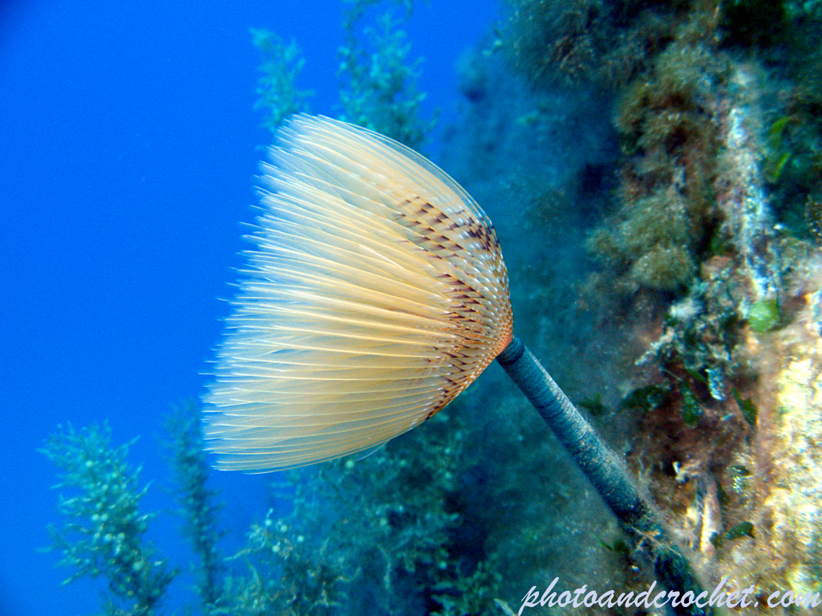 Peacock worm - Sabella pavonina - Image