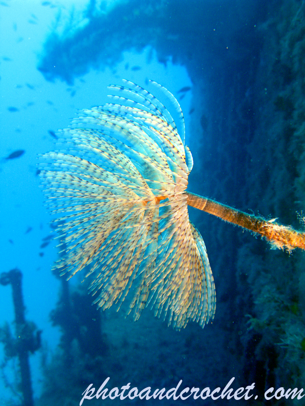 Peacock worm - Sabella pavonina - Image