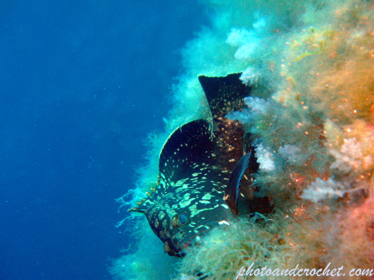 Grouper - Epinephelus guaza - Image