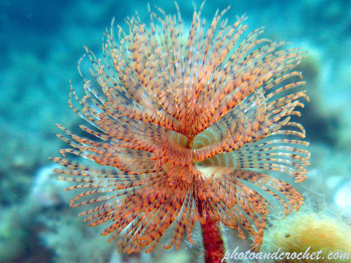 Peacock worm - Sabella pavonina - Image