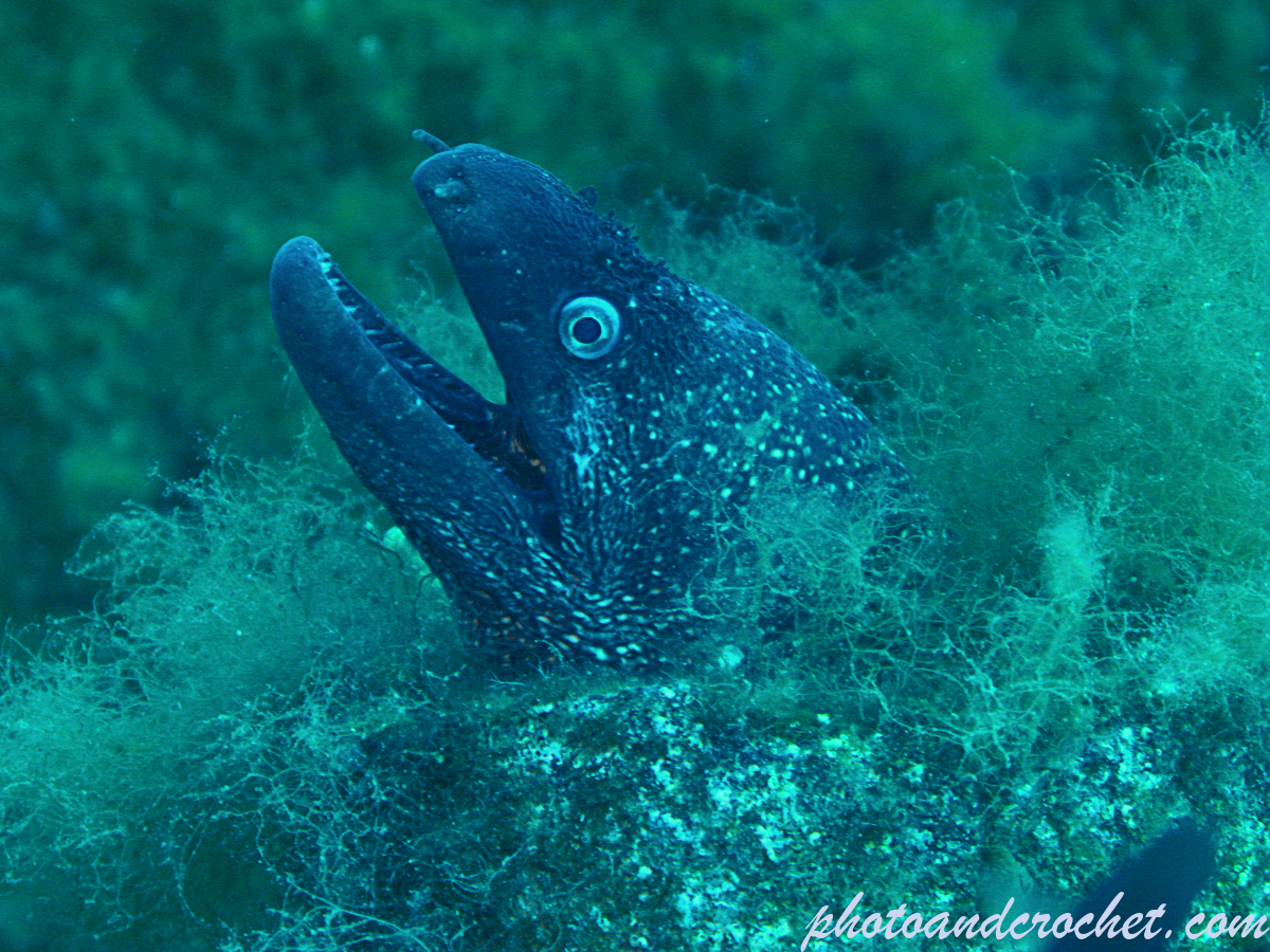 Moray Eel - Muraena helena - Just watching - Image