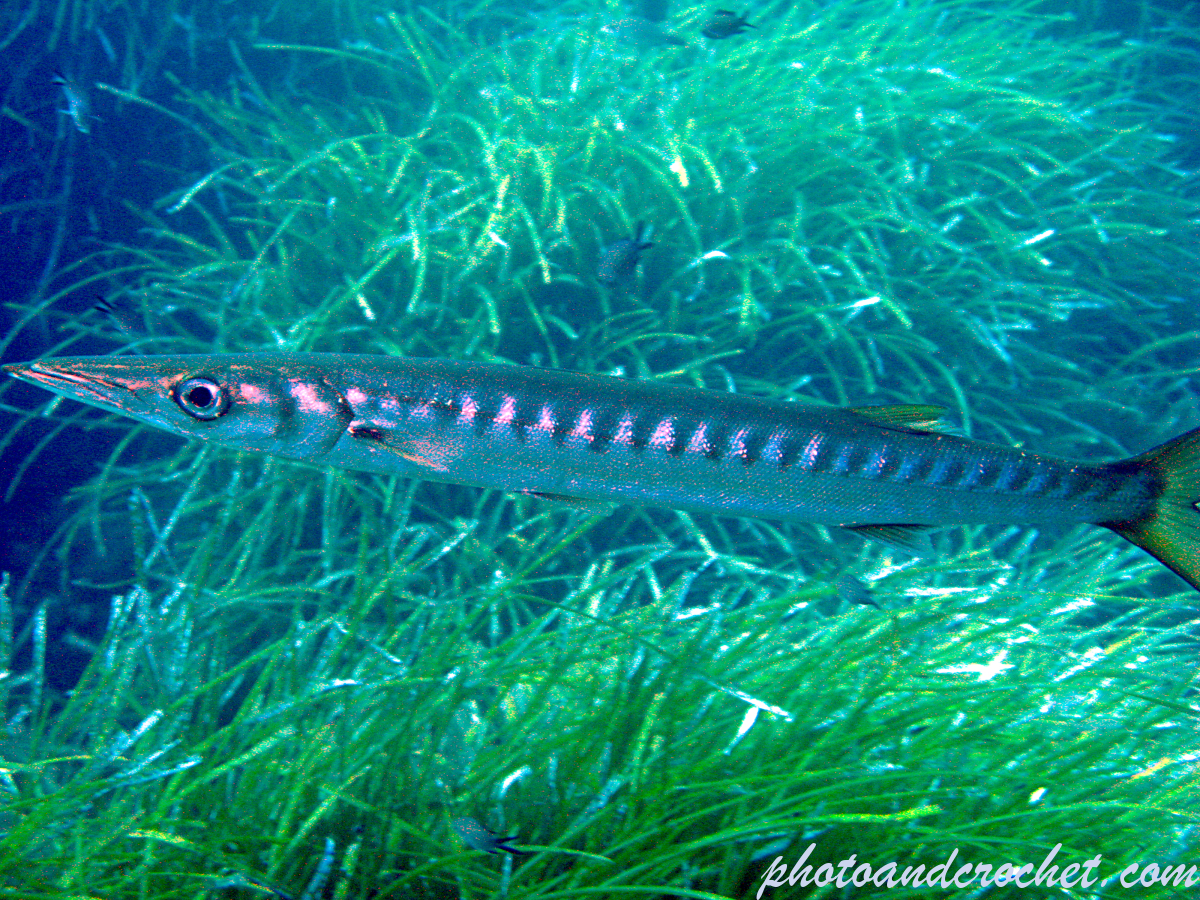 Barracuda - Sphyraena sphyraena - In a hurry