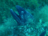 Moray Eel - Muraena helena - Just watching - Image