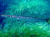 Barracuda - Sphyraena sphyraena - In a hurry