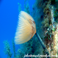 Peacock worm - Sabella pavonina - Image