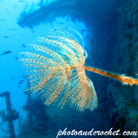 Peacock worm - Sabella pavonina - Image