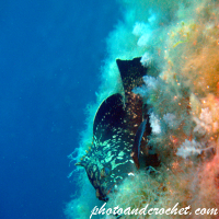Grouper - Epinephelus guaza - Image