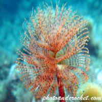 Peacock worm - Sabella pavonina - Image