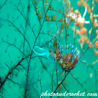 Nudibranch - Flabellina affinis - Feeding - image