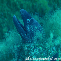 Moray Eel - Muraena helena - Just watching - Image