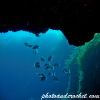 Two-banded Seabream - Diplodus vulgaris - Image