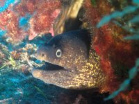 Moray Eel – Muraena helena – Talking Too Much