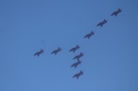 Red Arrows Hawk T.1 f’Formazzjoni fid‑Dur – Wirja tal‑Ajru Malta