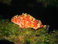 Red Scorpionfish (Scorpaena scrofa) – In the Dark