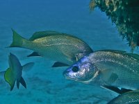 Brown Meagre – Sciaena umbra – At the Wreck