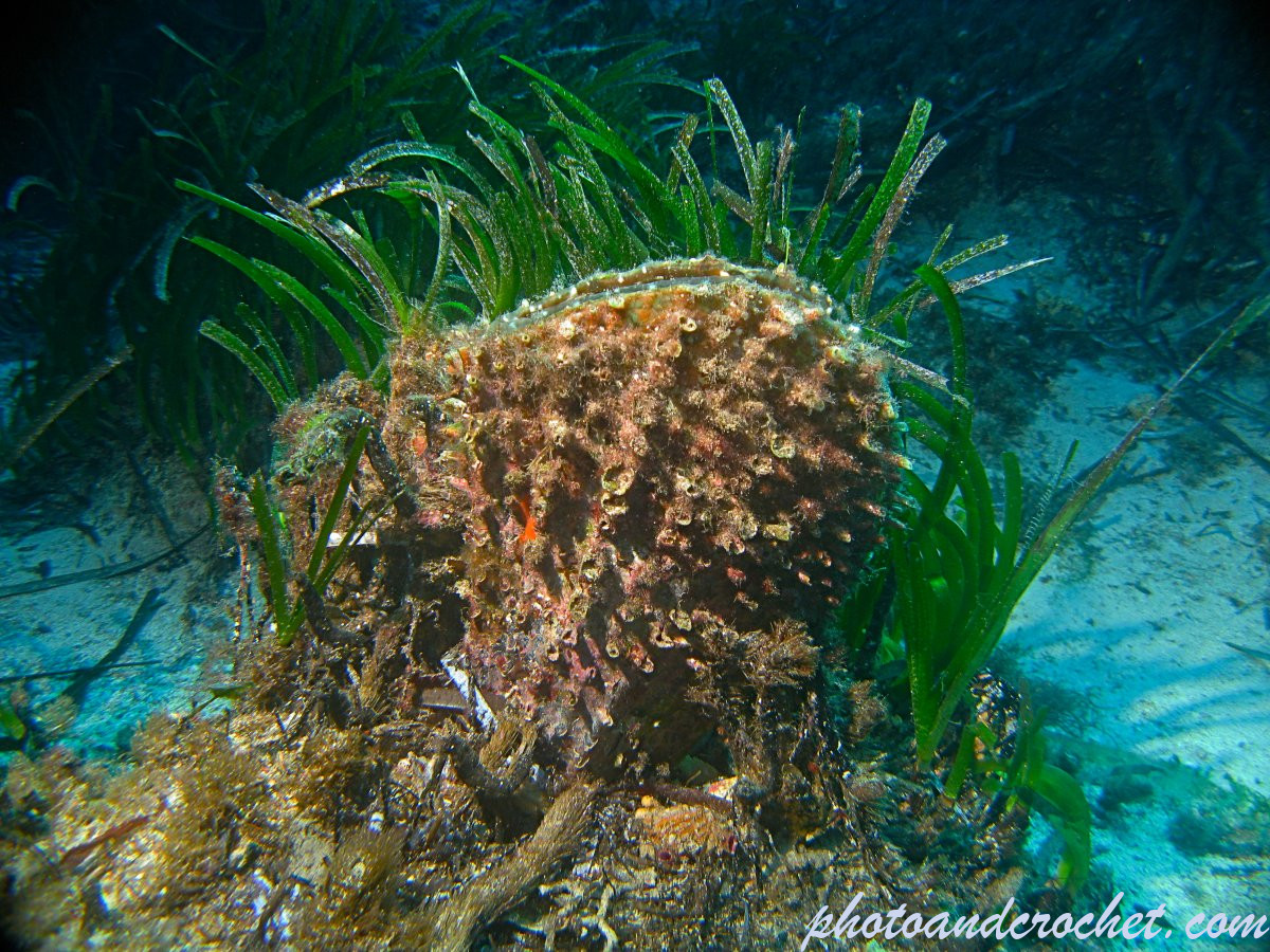 694060458d3a2_img_0083_uw_151225