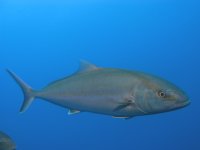 Amberjack – Begegnung in der Tiefe